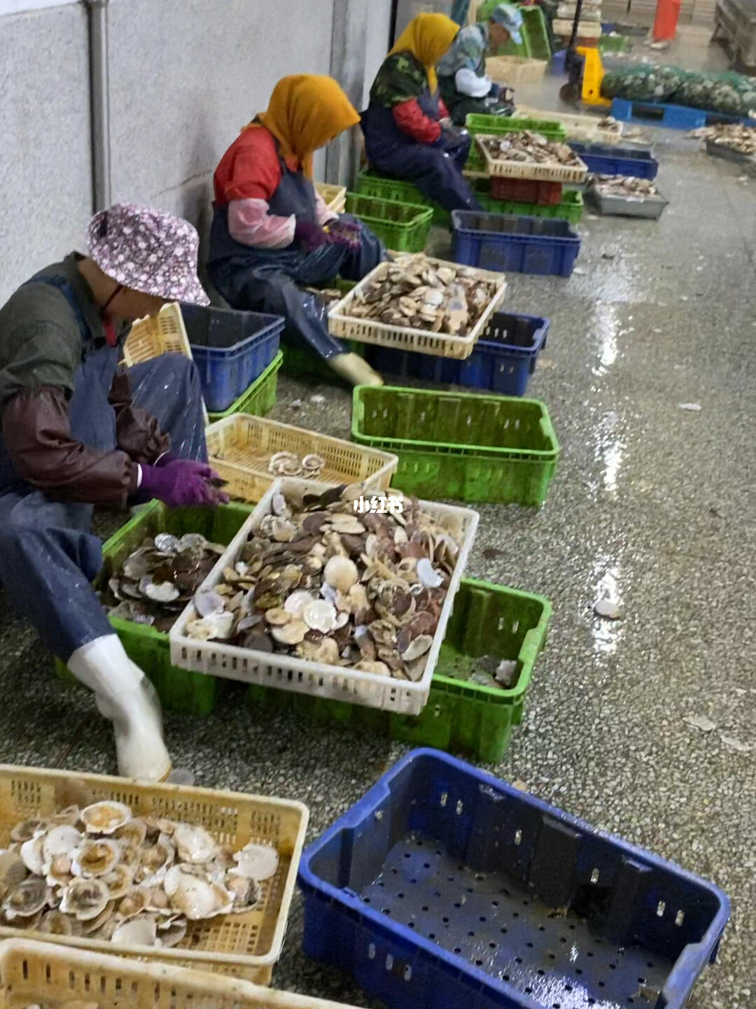 扇貝加工與進(jìn)口 大連長(zhǎng)海縣與綏芬河的產(chǎn)業(yè)聯(lián)動(dòng)